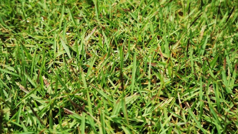 Manila Grass